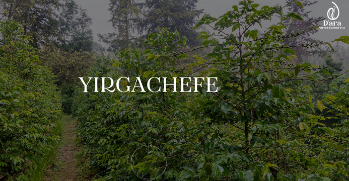 yergachefe