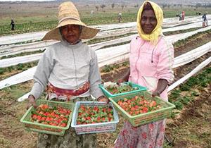 strawberry farm