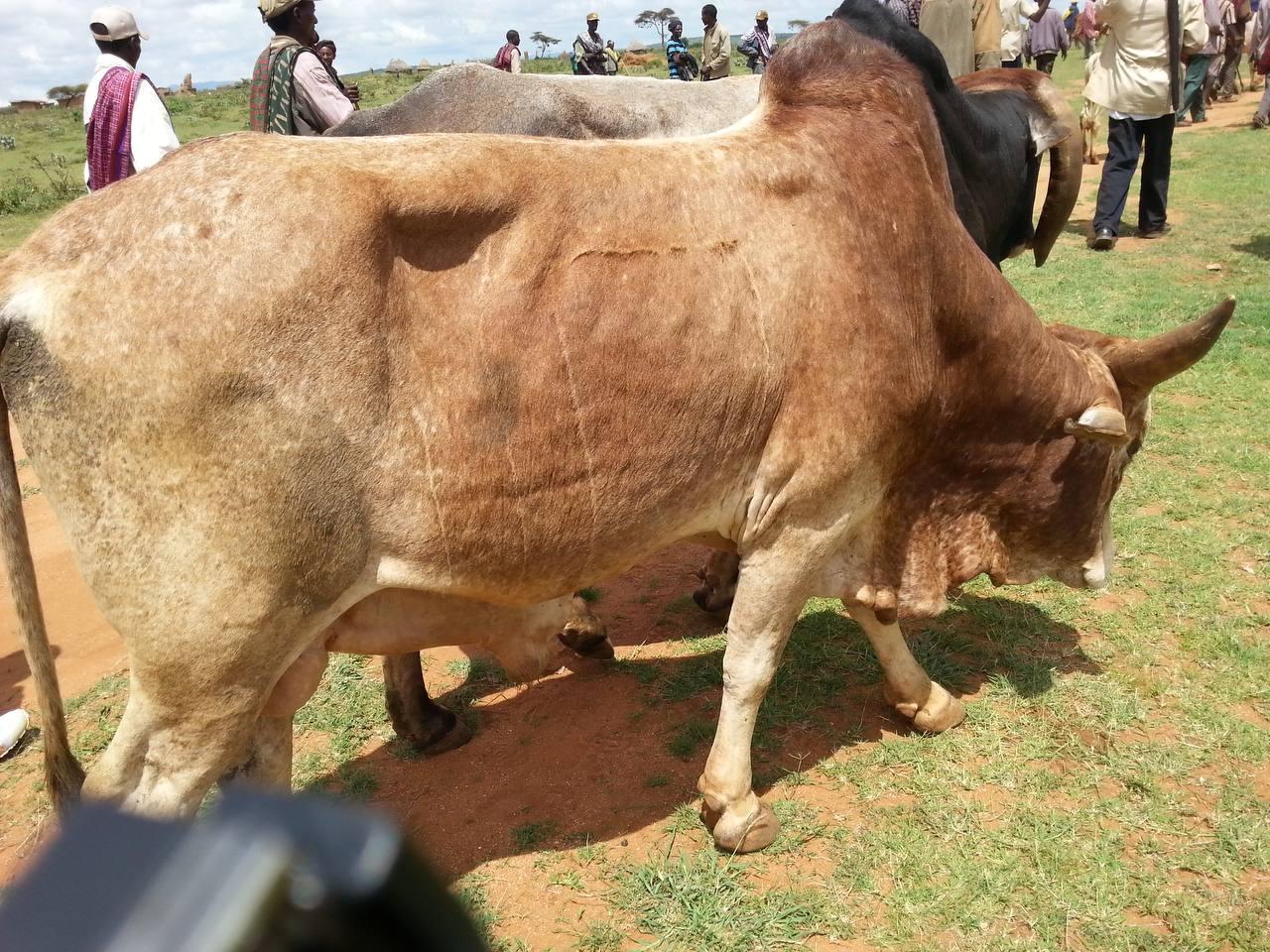 Cattle