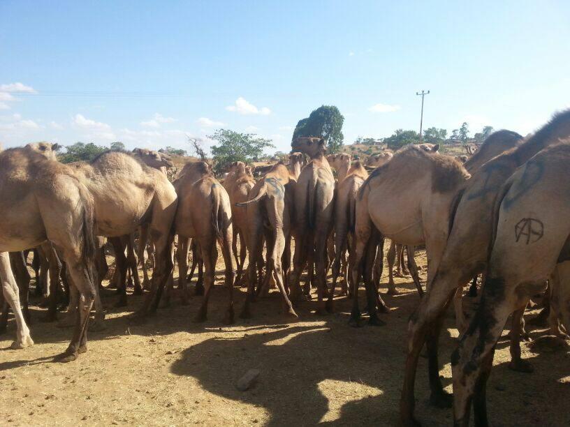 Camel 1
